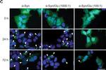 Rabbit IgG (H+L) Cross-Adsorbed Secondary Antibody in Immunocytochemistry (ICC/IF)