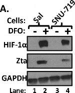 Mouse IgG (H+L) Cross-Adsorbed Secondary Antibody in Western Blot (WB)