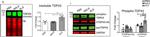 Mouse IgG (H+L) Cross-Adsorbed Secondary Antibody in Western Blot (WB)