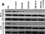 Mouse IgG (H+L) Cross-Adsorbed Secondary Antibody in Western Blot (WB)