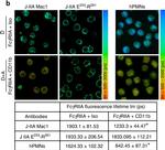 Mouse IgG (H+L) Cross-Adsorbed Secondary Antibody in Immunocytochemistry (ICC/IF)