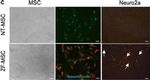 Rabbit IgG (H+L) Highly Cross-Adsorbed Secondary Antibody in Immunocytochemistry (ICC/IF)