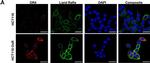 Mouse IgG (H+L) Secondary Antibody in Immunocytochemistry (ICC/IF)