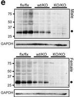 Goat IgG (H+L) Secondary Antibody in Western Blot (WB)