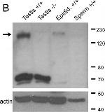 Guinea Pig IgG (H+L) Secondary Antibody in Western Blot (WB)