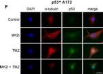 Mouse IgG, IgM (H+L) Secondary Antibody in Immunocytochemistry (ICC/IF)