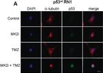 Mouse IgG, IgM (H+L) Secondary Antibody in Immunocytochemistry (ICC/IF)