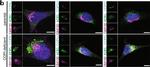 Rabbit IgG (H+L) Highly Cross-Adsorbed Secondary Antibody in Immunocytochemistry (ICC/IF)