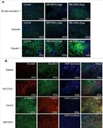 Mouse IgG (H+L) Highly Cross-Adsorbed Secondary Antibody in Immunocytochemistry (ICC/IF)