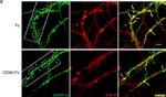 Rabbit IgG (H+L) Highly Cross-Adsorbed Secondary Antibody in Immunocytochemistry (ICC/IF)