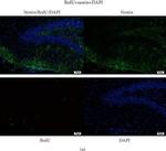 Sheep IgG (H+L) Cross-Adsorbed Secondary Antibody in Immunohistochemistry (Paraffin) (IHC (P))