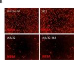 Sheep IgG (H+L) Cross-Adsorbed Secondary Antibody in Immunocytochemistry (ICC/IF)