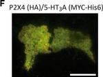 Mouse IgG (H+L) Highly Cross-Adsorbed Secondary Antibody in Immunocytochemistry (ICC/IF)