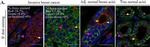 Rabbit IgG (H+L) Highly Cross-Adsorbed Secondary Antibody in Immunohistochemistry (Paraffin) (IHC (P))