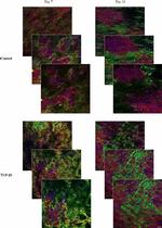 Rabbit IgG (H+L) Highly Cross-Adsorbed Secondary Antibody in Immunocytochemistry (ICC/IF)