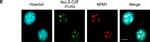 Rabbit IgG (H+L) Highly Cross-Adsorbed Secondary Antibody in Immunocytochemistry (ICC/IF)