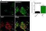 Rabbit IgG (H+L) Highly Cross-Adsorbed Secondary Antibody in Immunocytochemistry (ICC/IF)