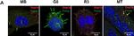 Rabbit IgG (H+L) Highly Cross-Adsorbed Secondary Antibody in Immunocytochemistry (ICC/IF)