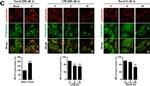 Rabbit IgG (H+L) Highly Cross-Adsorbed Secondary Antibody in Immunocytochemistry (ICC/IF)