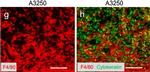 Rat IgG (H+L) Cross-Adsorbed Secondary Antibody in Immunohistochemistry (Frozen) (IHC (F))