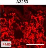 Rat IgG (H+L) Cross-Adsorbed Secondary Antibody in Immunohistochemistry (Frozen) (IHC (F))