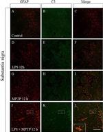 Rat IgG (H+L) Highly Cross-Adsorbed Secondary Antibody in Immunohistochemistry (Frozen) (IHC (F))