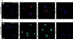 Mouse IgG (H+L) Cross-Adsorbed Secondary Antibody in Immunocytochemistry (ICC/IF)