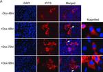 Rabbit IgG (H+L) Cross-Adsorbed Secondary Antibody in Immunocytochemistry (ICC/IF)