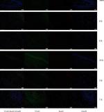 Sheep IgG (H+L) Cross-Adsorbed Secondary Antibody in Immunohistochemistry (Paraffin) (IHC (P))