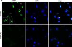 Rat IgG (H+L) Highly Cross-Adsorbed Secondary Antibody in Immunocytochemistry (ICC/IF)