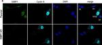 Rat IgG (H+L) Highly Cross-Adsorbed Secondary Antibody in Immunocytochemistry (ICC/IF)