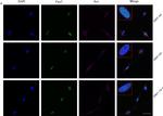 Mouse IgG (H+L) Highly Cross-Adsorbed Secondary Antibody in Immunocytochemistry (ICC/IF)