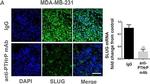 Rabbit IgG (H+L) Cross-Adsorbed Secondary Antibody in Immunocytochemistry (ICC/IF)