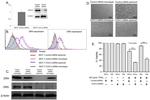 CD261 (DR4) Antibody in Flow Cytometry (Flow)