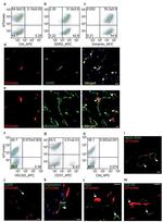 CD31 (PECAM-1) Antibody in Flow Cytometry (Flow)