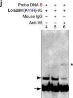 Mouse IgG Isotype Control in Control (Ctrl)