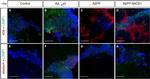 Mouse IgG (H+L) Cross-Adsorbed Secondary Antibody in Immunohistochemistry (PFA fixed) (IHC (PFA))