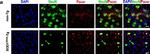 Mouse IgG (H+L) Secondary Antibody in Immunocytochemistry (ICC/IF)