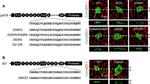 Mouse IgG (H+L) Highly Cross-Adsorbed Secondary Antibody in Immunohistochemistry (Paraffin) (IHC (P))