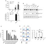 Ly-6G/Ly-6C Antibody in Flow Cytometry (Flow)