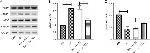 mTOR Antibody in Western Blot (WB)