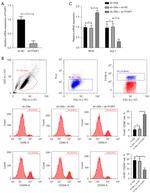 CD206 (MMR) Antibody in Flow Cytometry (Flow)