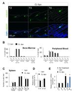 Ly-6G/Ly-6C Antibody in Flow Cytometry (Flow)