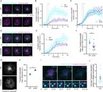 CD71 (Transferrin Receptor) Antibody in Immunocytochemistry (ICC/IF)