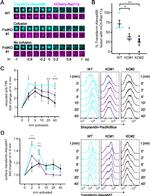 CD71 (Transferrin Receptor) Antibody in Immunocytochemistry, Flow Cytometry (ICC/IF, Flow)