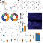 CD3 Antibody in Immunohistochemistry (IHC)