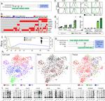 CD4 Antibody in Flow Cytometry (Flow)