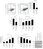 CD4 Antibody in Flow Cytometry (Flow)