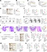 IFN gamma Antibody in Flow Cytometry (Flow)