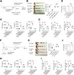 CD4 Antibody in Flow Cytometry (Flow)